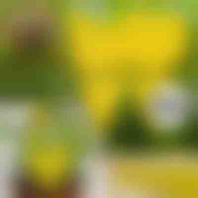 Lepové pasti na mouchy (10 ks) | BUGILURE